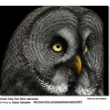 Close-up of the Great Grey Owl (Strix nebulosa) with striking yellow eyes and detailed grey, black, and white plumage. The owl's head is set against a black background, and a photo credit to Dieter Schaefer is visible at the bottom.