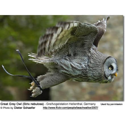 Great Grey Owl (Strix nebulosa) - Greifvogelstation Hellenthal, Germany