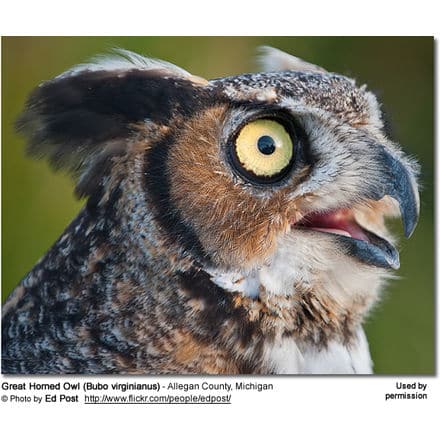 Great Horned Owl (Bubo virginianus) - Allegan County, MI