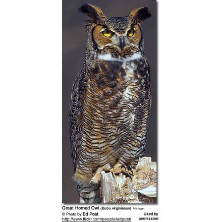 Great Horned Owl (Bubo virginianus) - Allegan County, Michigan