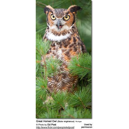 Great Horned Owl (Bubo virginianus) Michigan