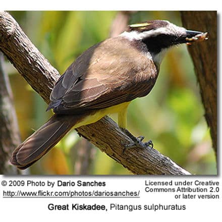 Great Kiskadee