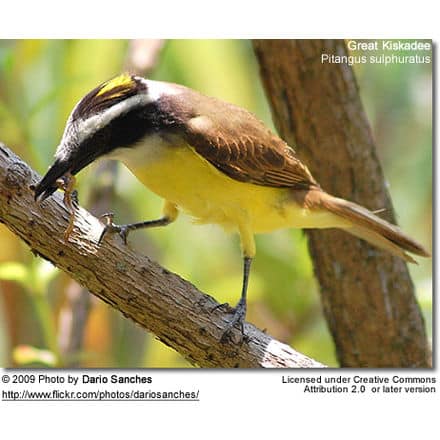 Great Kiskadee feeding