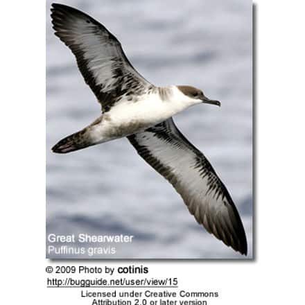 Great Shearwater (Puffinus gravis) 