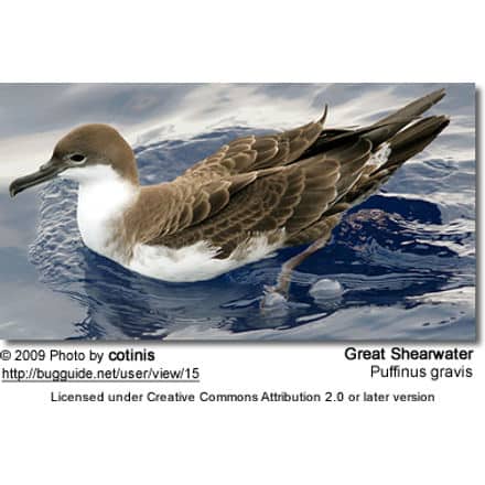 Great Shearwater (Puffinus gravis)