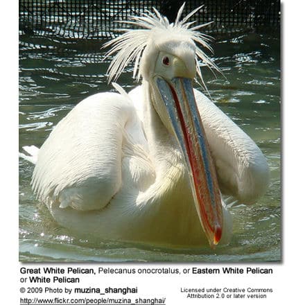 Great White Pelican, Pelecanus onocrotalus, or Eastern White Pelican or White Pelican