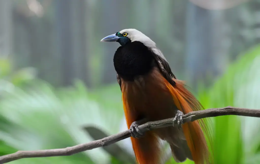 Greater Bird of Paradise Resting on a a Tree 