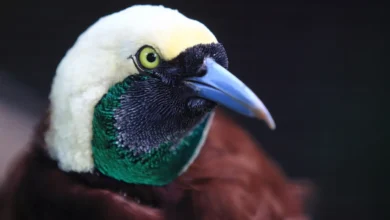 Greater Birds of Paradise