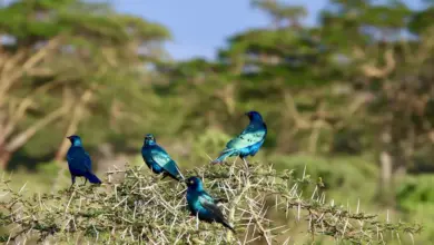 The Greater Blue-eared Glossy-starlings Perched In A Tree