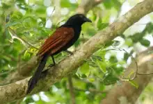 Greater Coucals