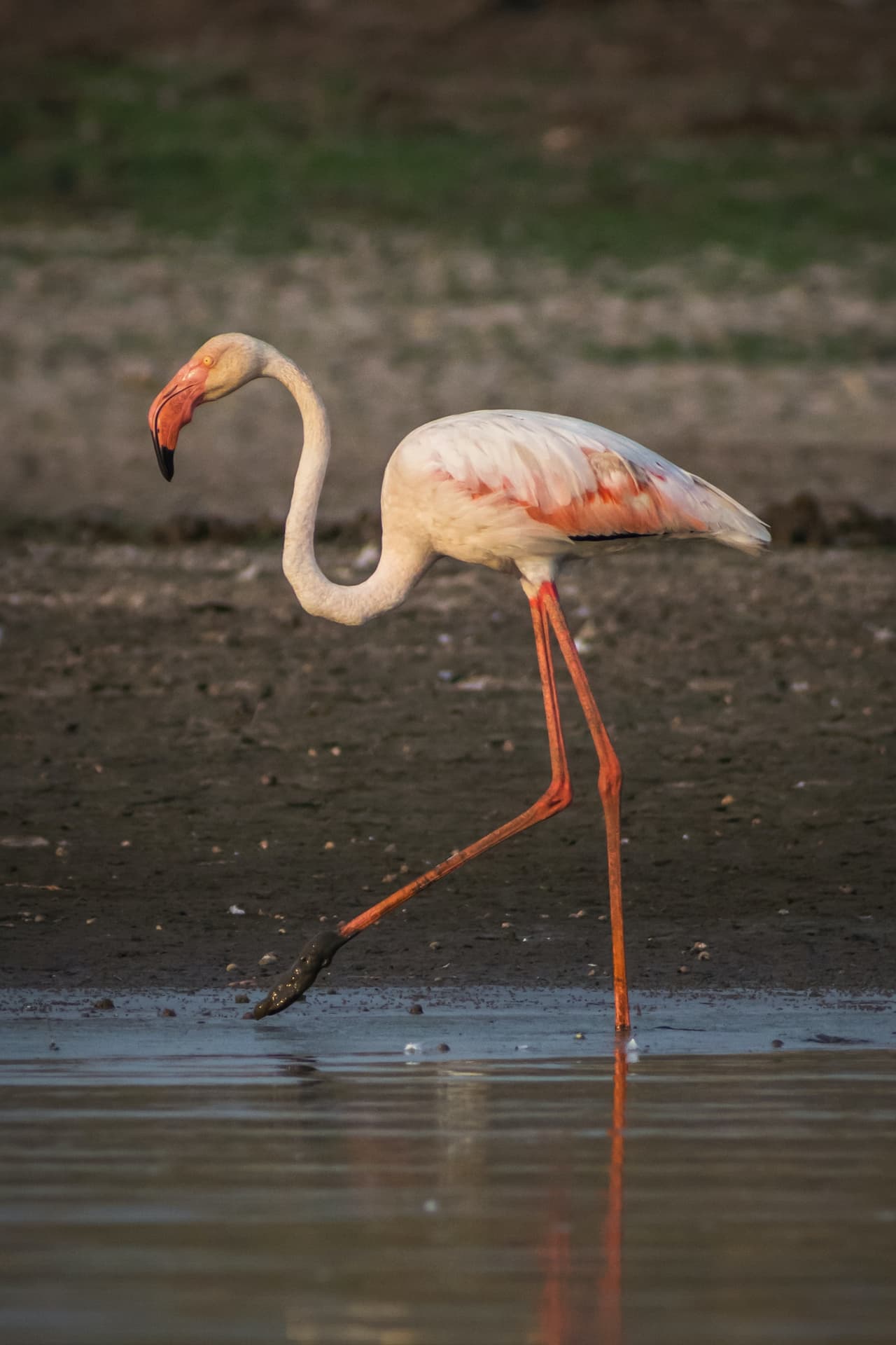 The Greater Flamingo Searching Food In The Seaside