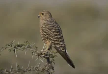 Greater Kestrels