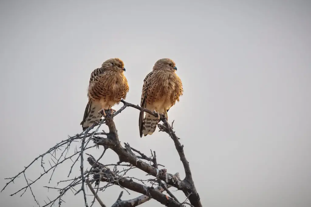 Two Greater Krestel Perched Together on the Top of a Tree.
