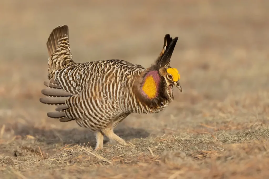 Greater Prairie-Chicken