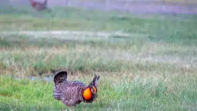 The Greater Prairie-Chicken Standing on the Grass