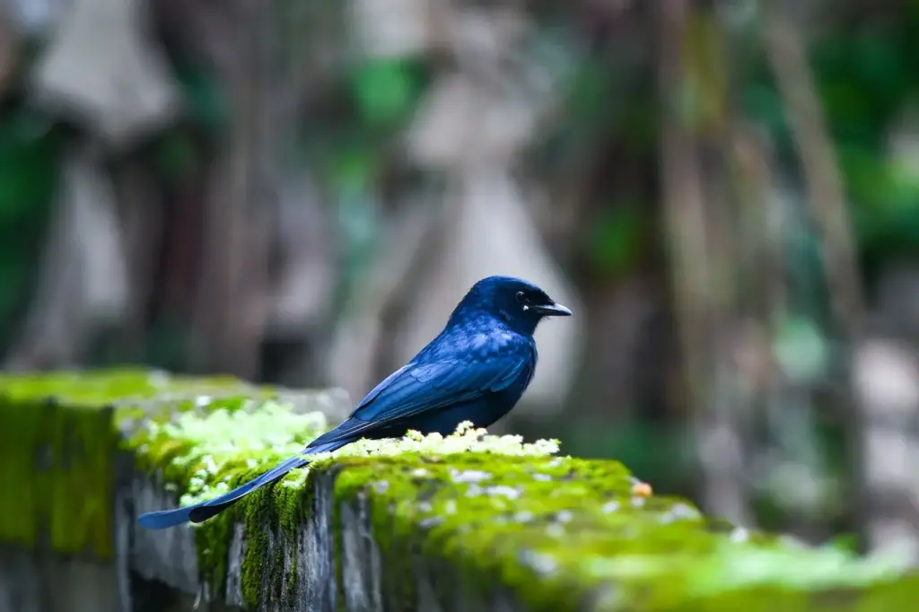 The Greater Racket-tailed Drongo Sitting On A Mossy Log