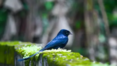 The Greater Racket-tailed Drongo Sitting On A Mossy Log