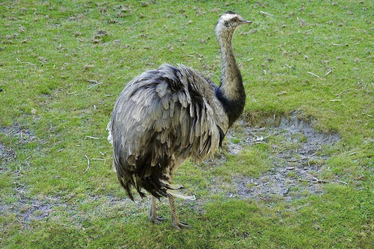 A Bird Walking On Grass