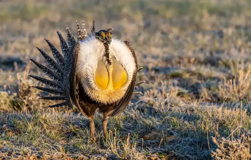 Greater Sage-grouse in the Grass 