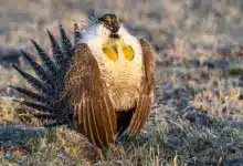 A Greater Sage Grouse Mating Courtship Ritual at Breeding