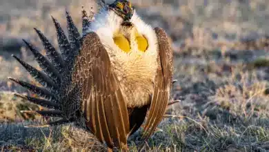 A Greater Sage Grouse Mating Courtship Ritual at Breeding