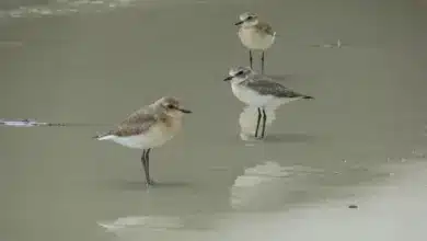 The Three Greater Sand Plovers in the Beach