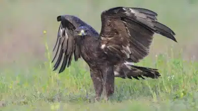 Greater Spotted Eagles
