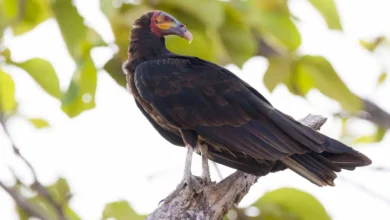 Greater Yellow-headed Vultures
