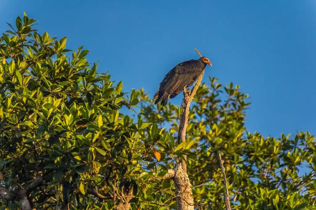 Greater Yellow-headed Vultures Image 