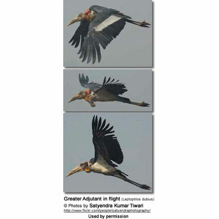 Greater Adjutant in flight (Leptoptilos dubius) 