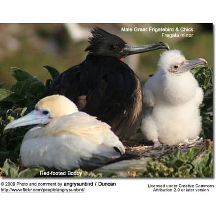 Male Great Frigatebird with chick and nesting Red-footed Booby in foreground. 