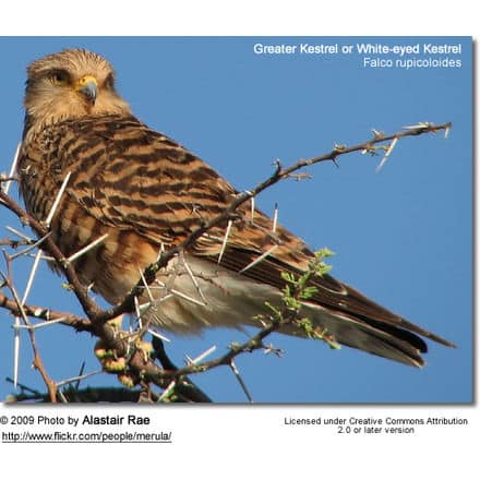 Greater Kestrel or White-eyed Kestrel (Falco rupicoloides)