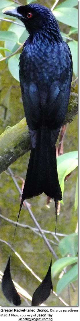 Greater Racket-tailed Drongo, Dicrurus paradiseus