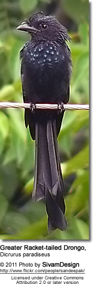 Greater Racket-tailed Drongo, Dicrurus paradiseus