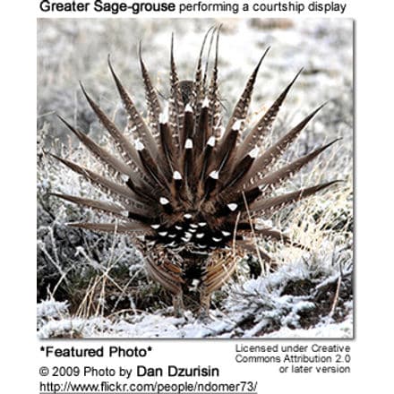 Greater Sage-grouse performing a courtship display