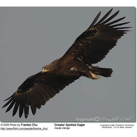 A Greater Spotted Eagle, with its wings spread wide, soars in the sky. The bird has dark brown feathers and a sharp beak, majestically seen against a plain backdrop. A pair of Black-and-white Tanagers can be faintly spotted below. The photographer's name and licensing information are shown at the bottom of the image.
