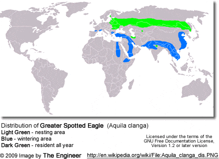 Distribution of Greater Spotted Eagle (Aquila clanga) - Range
