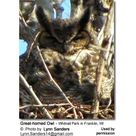Great-horned Owl - Whitnall Park in Franklin, WI