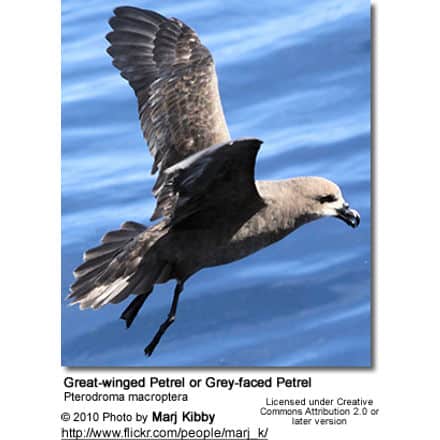 Great-winged Petrel or Grey-faced Petrel, Pterodroma macroptera
