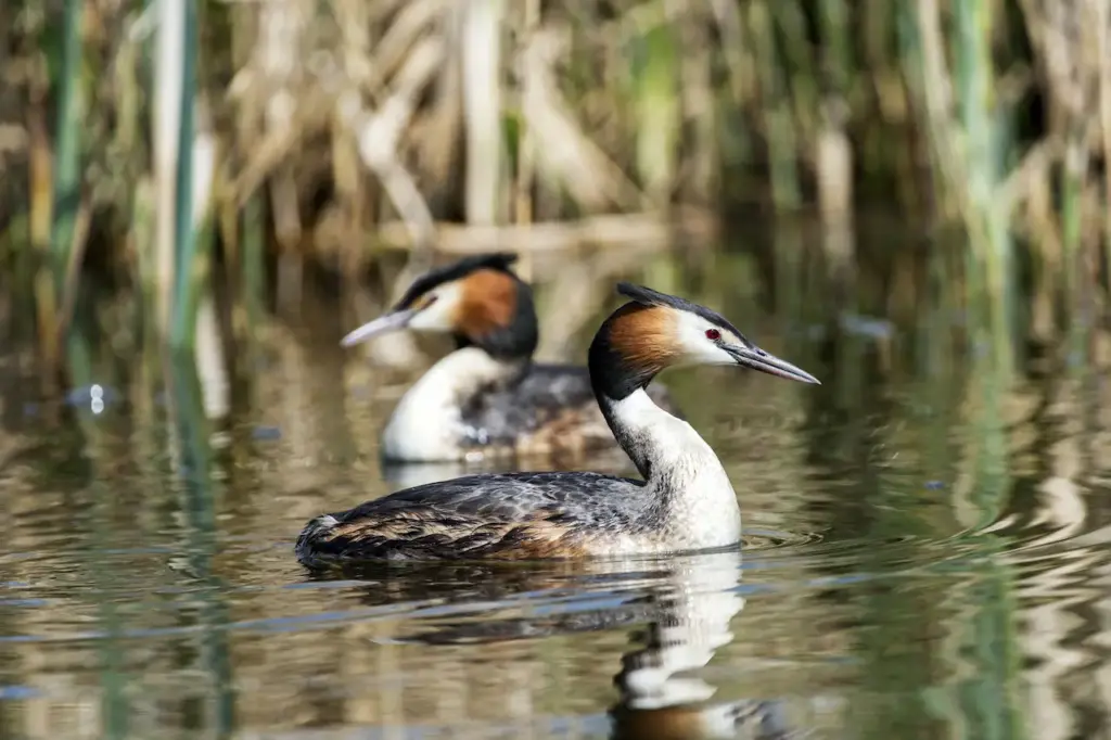 Grebes on Water Looking For Food