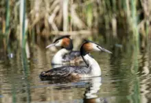 Grebes on Water Looking For Food
