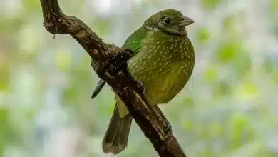 Green Catbirds Resting on a Tree Branch