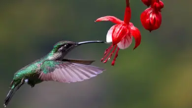 The Green Hermit Hummingbirds Hovering In The Air To Get Water