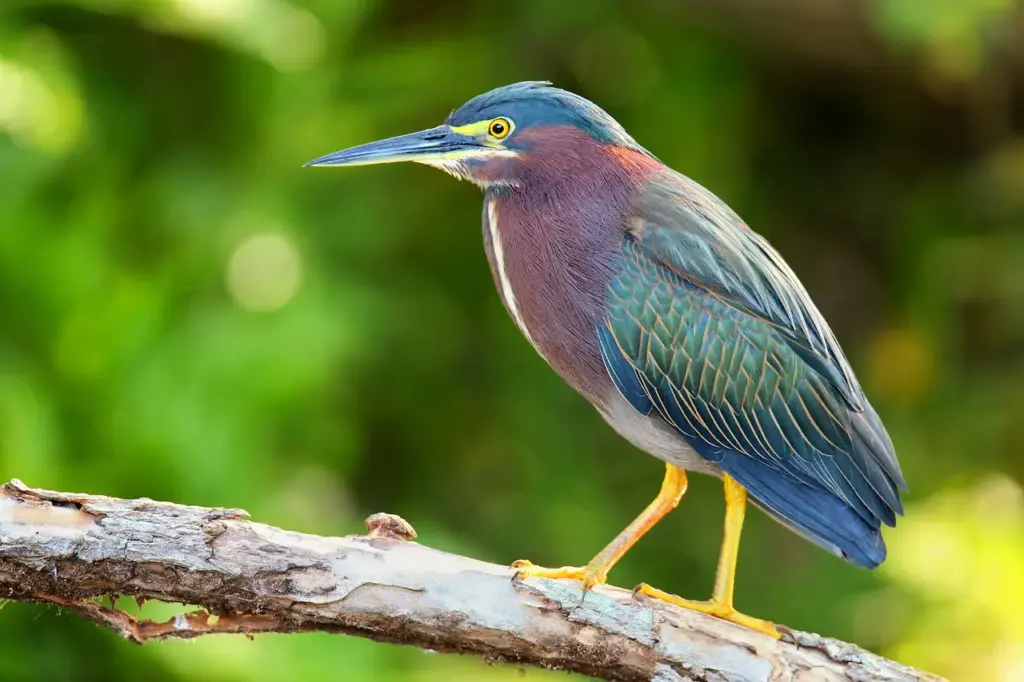 A Green Heron Perched on Tree