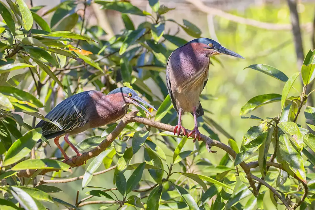 Pair of Little Green Herons Perched In A Tree