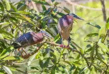 Pair of Little Green Herons Perched In A Tree