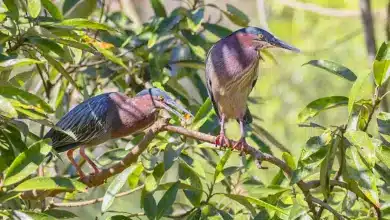 Pair of Little Green Herons Perched In A Tree