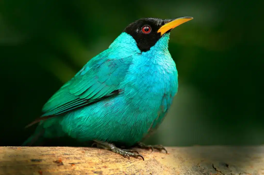 Green Honeycreepers