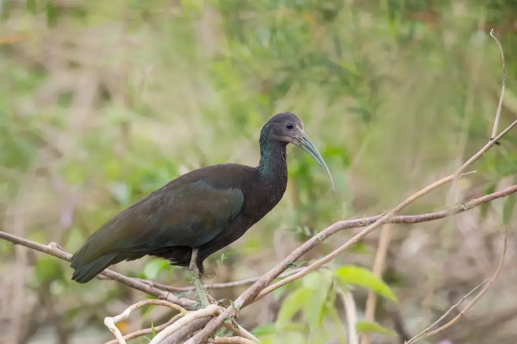 Green Ibis Perched in Vegetation 
