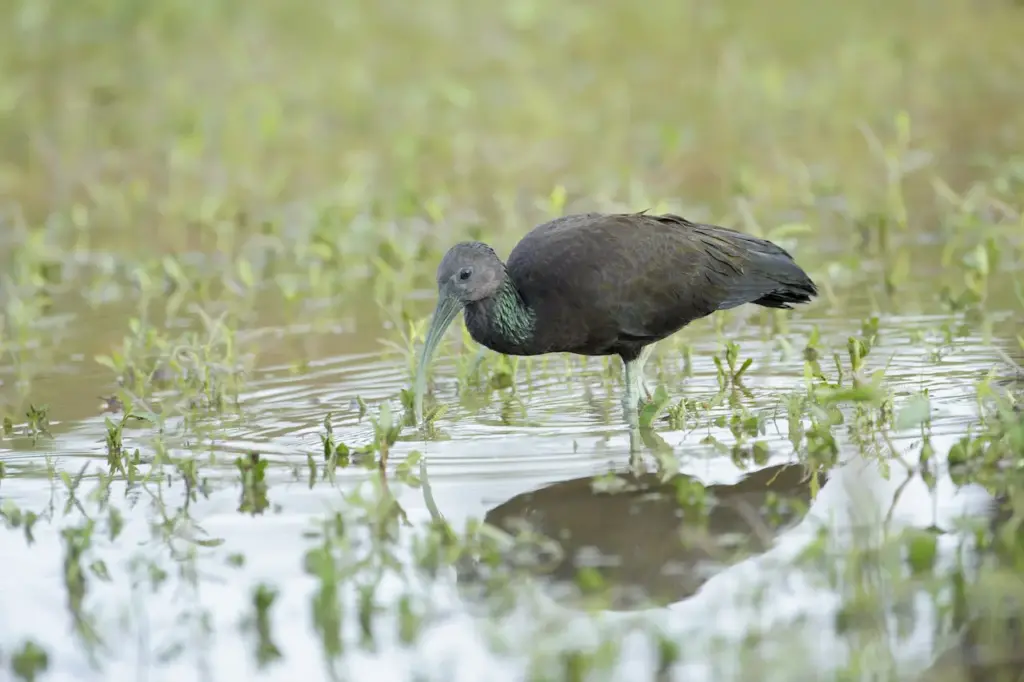 Green Ibis into the Water Looking for Food 